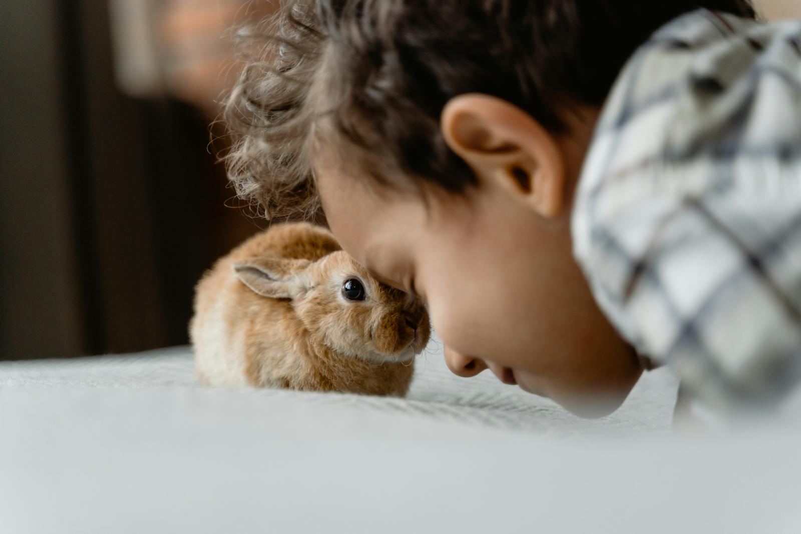 A heartwarming interaction between a child and their pet rabbit indoors, illustrating companionship.